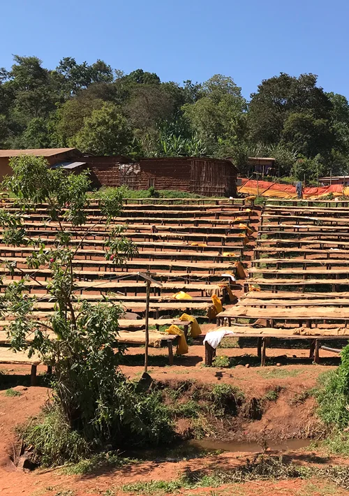 ETIOPIA - Tade - Bilde 2